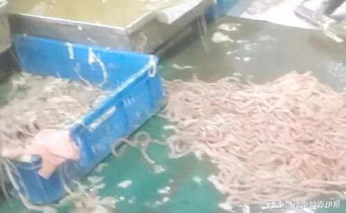 記者臥底鴨腸工廠,腳踩擠糞血水上色,食品生產依然在互害